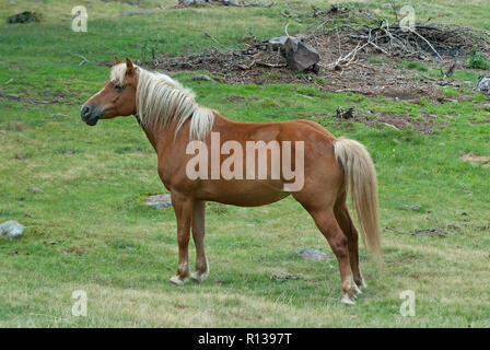 Aveglinese Pferd (Equus caballus) in alpine Gras, Val Sarentino, Trentino-Südtirol, Italien Stockfoto