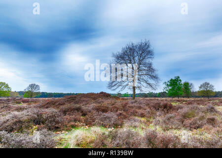 Baum im Moor auf den National Park 'De Groote Zand in der Nähe von Graal-müritz Drenthe während einem bewölkten Sonnenuntergang. Stockfoto