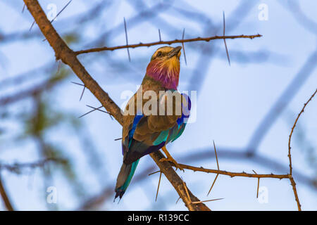 Lilac-breasted Roller. Tarangire Nationalpark, Tansania. Stockfoto