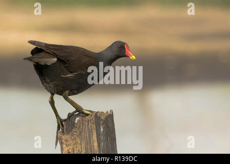 In der Nähe einer gemeinsamen Sumpfhuhn, Gallinula chloropus, Klettern eine hölzerne Stange auf der Suche nach Insekten. Stockfoto