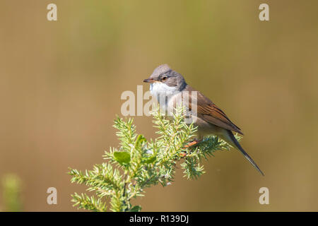 Vogelperspektive Whitethroat Sylvia Communis, singen um ein Weibchen während der Brutzeit im Frühjahr zu gewinnen Stockfoto