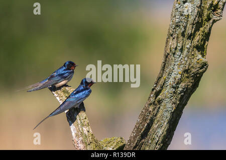 BBarn Schwalbe Vogel (Hirundo rustica) thront auf einer hölzernen im Frühling anmelden. Eine große Gruppe Dieser rauchschwalben Nahrungssuche und jagt Insekten und Ta Stockfoto