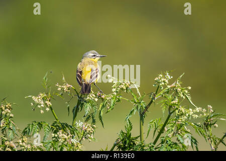 Nahaufnahme eines männlichen Western Schafstelze (Motacilla flava) Gesang in wilden masterwort Aegopodium podagraria an einem sonnigen Tag im Frühling Saison. Stockfoto