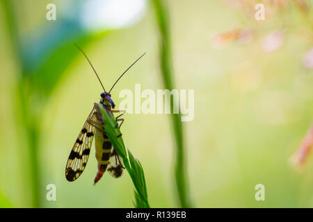 Nahaufnahme eines Panorpa communis, die Gemeinsame scorpionfly, ruht in einer bunten Wiese Stockfoto