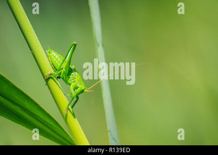 Eine große grüne Bush-Cricket, Tettigonia Viridissima Makro Nahaufnahme. Stockfoto