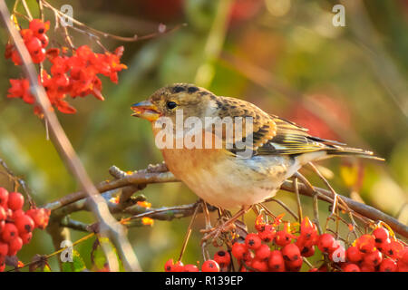 Nahaufnahme eines Bergfink Vogel, Fringilla montifringilla, im Winter Gefieder Fütterung orange Beeren von Sorbus aucuparia, auch als Rowan und Berg - wie Stockfoto