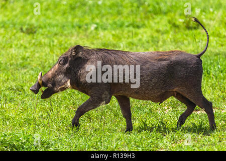 Warzenschweine im Tarangire Nationalpark, Tansania. Stockfoto