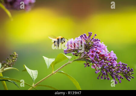 Nahaufnahme einer gemeinsamen carder Biene Bombus pascuorum, Fütterung Nektar aus einem lila Flieder (sommerflieder davidii) Stockfoto