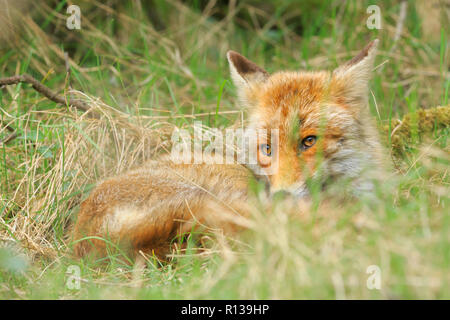 Tiefpunkt eines wilden jungen Red Fox (Vulpes vulpes) Vixen ausruhen und entspannen in der Wiese mit Gras und Holz. Stockfoto