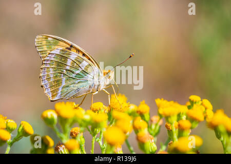 Seitenansicht Nahaufnahme von einem silbernen getünchten Fritillaryschmetterling, Ceriagrion tenellum, mit Flügeln, die Fütterung auf Thistle Blumen. Die Muster auf den Flügeln ar Stockfoto