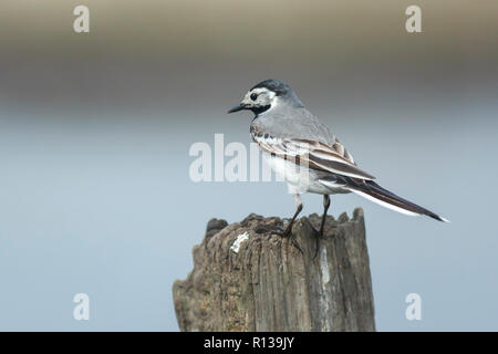 Nahaufnahme, Porträt einer thront Bachstelze (Motacilla alba) Vogel mit weißen, grauen und schwarzen Federn. Die Bachstelze ist der Nationalvogel von Latv Stockfoto