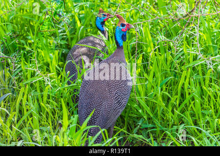 Behelmte guineafowl. Der Tarangire National Park. Tansania. Stockfoto