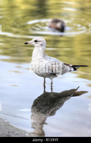 Nahaufnahme von einem Jugendlichen ring-billed Gull der Laridae Familie der Möwen stehen am Rand eines Teiches in Toronto, Kanada, Nordamerika. Stockfoto