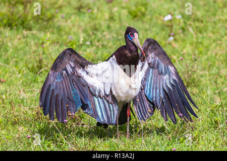 Abdim der Storch. Ngrorongoro Krater Conservation Area. Tansania. Stockfoto