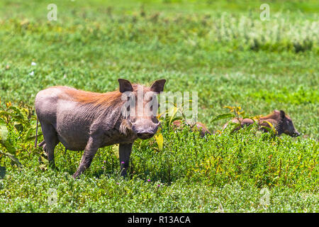 Conservatio Warzenschweine in Ngorongoro, Tansania. Stockfoto