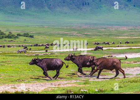 Buffalo bei Ngorongro Krater Conservation Area. Tansania. Stockfoto