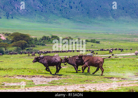 Buffalo bei Ngorongro Krater Conservation Area. Tansania. Stockfoto