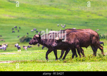 Buffalo bei Ngorongro Krater Conservation Area. Tansania. Stockfoto