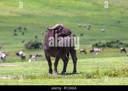 Buffalo bei Ngorongro Krater Conservation Area. Tansania. Stockfoto