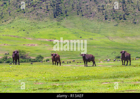 Buffalo bei Ngorongro Krater Conservation Area. Tansania. Stockfoto