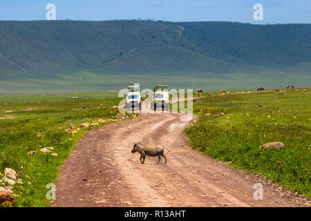 Arusha, Tansania - Januar 23, 2018 - Safari Fahrzeuge in der Ngorongoro Conservation Area (NCA), einem UNESCO-Weltkulturerbe im Krater Hoch Stockfoto