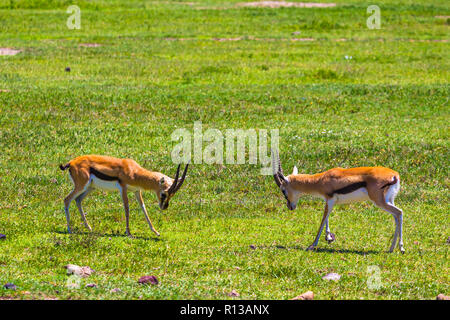 Männliche Impala Antilopen in der Ngorongoro Crater Conservation Area kämpfen. Tansania. Stockfoto