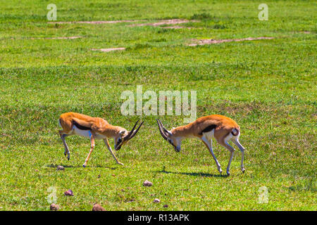 Männliche Impala Antilopen in der Ngorongoro Crater Conservation Area kämpfen. Tansania. Stockfoto