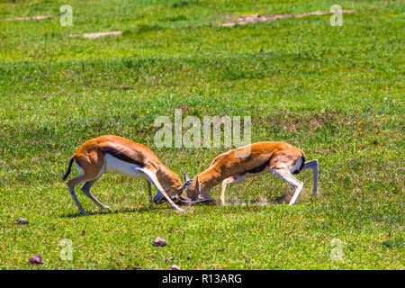 Männliche Impala Antilopen in der Ngorongoro Crater Conservation Area kämpfen. Tansania. Stockfoto