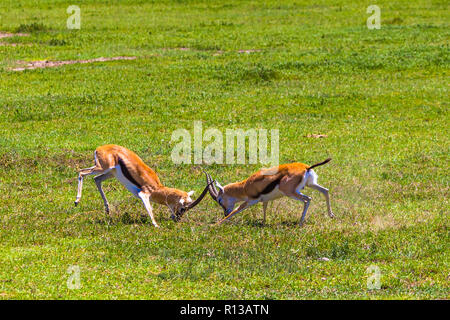 Männliche Impala Antilopen in der Ngorongoro Crater Conservation Area kämpfen. Tansania. Stockfoto