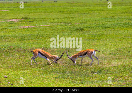 Männliche Impala Antilopen in der Ngorongoro Crater Conservation Area kämpfen. Tansania. Stockfoto