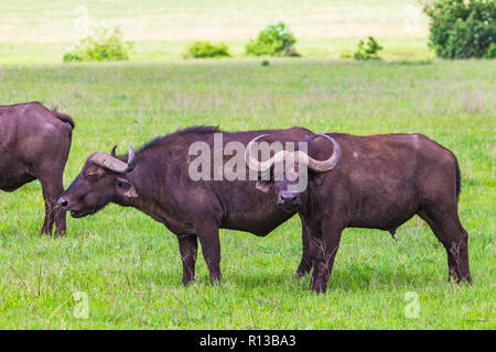 Buffalo bei Ngorongro Krater Conservation Area. Tansania. Stockfoto
