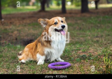 Schöne corgi flauschige Portrait an der Outdoor. Herbst Stockfoto