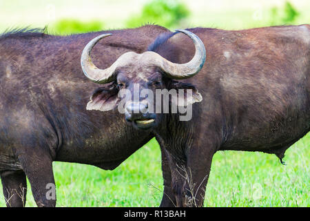 Buffalo bei Ngorongro Krater Conservation Area. Tansania. Stockfoto