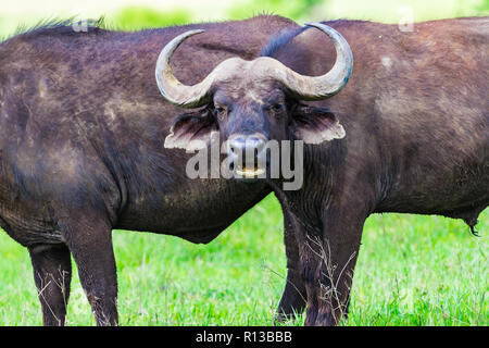 Buffalo bei Ngorongro Krater Conservation Area. Tansania. Stockfoto