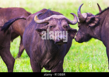 Buffalo bei Ngorongro Krater Conservation Area. Tansania. Stockfoto