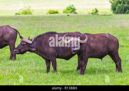 Buffalo bei Ngorongro Krater Conservation Area. Tansania. Stockfoto