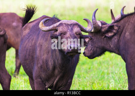 Buffalo bei Ngorongro Krater Conservation Area. Tansania. Stockfoto
