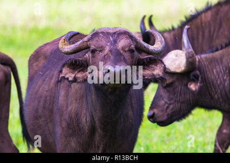 Buffalo bei Ngorongro Krater Conservation Area. Tansania. Stockfoto