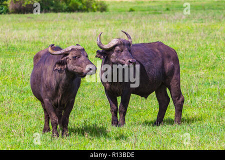 Buffalo bei Ngorongro Krater Conservation Area. Tansania. Stockfoto