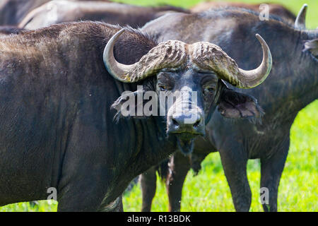 Buffalo bei Ngorongro Krater Conservation Area. Tansania. Stockfoto