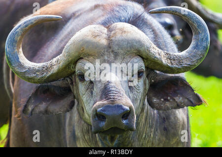 Buffalo bei Ngorongro Krater Conservation Area. Tansania. Stockfoto