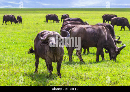 Buffalo bei Ngorongro Krater Conservation Area. Tansania. Stockfoto