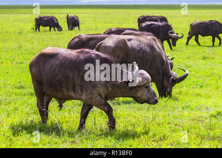 Buffalo bei Ngorongro Krater Conservation Area. Tansania. Stockfoto