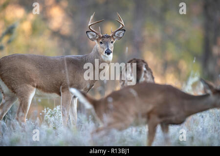 Ein Bock whitetail Deer watching eine Damhirschkuh im Vordergrund. Stockfoto