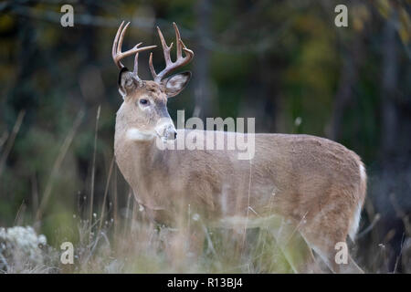 Ein Bock whitetail deer Blick zurück über die Schulter. Stockfoto