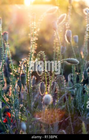 Abstrakte Bild - schöne Mohnfeld im Sonnenuntergang Stockfoto