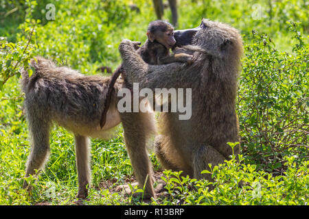 Paviane. Lake Manyara Nationalpark Tansania. Stockfoto