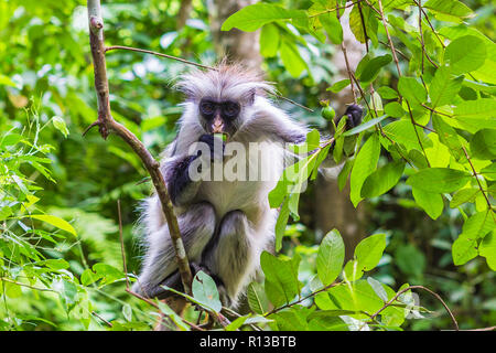 Sansibar Red Colobus Monkey. Zazibar, Tansania. Stockfoto