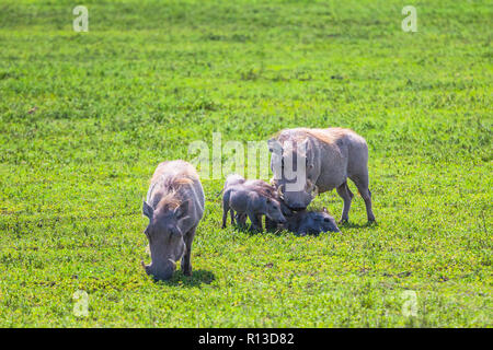 Conservatio Warzenschweine in Ngorongoro, Tansania. Stockfoto