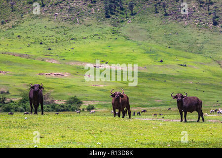 Buffalo bei Ngorongro Krater Conservation Area. Tansania. Stockfoto